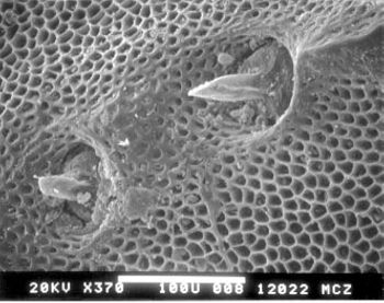 Media type: image; Herpetology R-102450